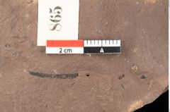 Foto (Detailsansicht) von Quercus palaeoilex Ettingshausen (NHMW-GEO-2024-0188-0865)
